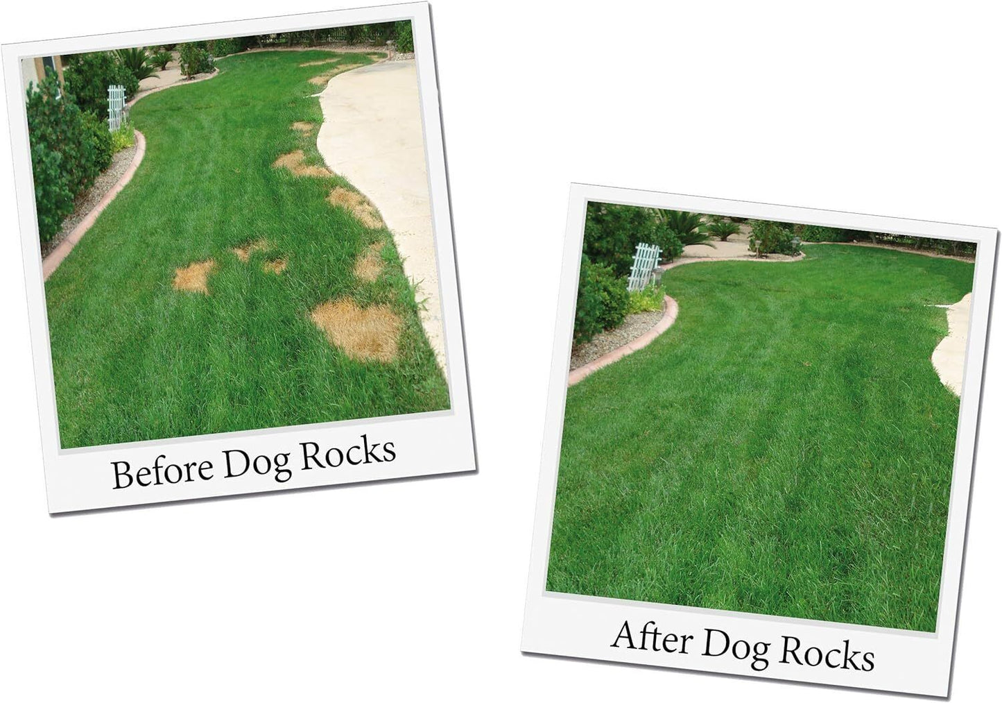 DOG ROCKS Water Feed Bowl Igneous Rock Stone Stop Pet Urine Lawn Grass Burn