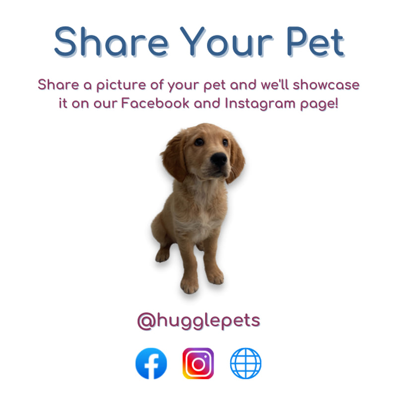 Dog Chew Toys Zeus Nosh Chicken Bacon Beef Cheese Flavour Trio Tough Nylon Stick