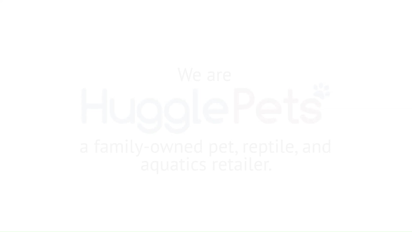 Dog Chew Toys Zeus Nosh Chicken Bacon Beef Cheese Flavour Trio Tough Nylon Stick